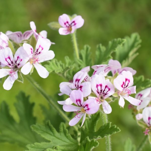 Cluster of pale pink flowers with dark purple markings and serrated green leaves, set against a blurred green background.