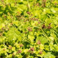 Tolmiea 'Golden Piggyback Plant' in a 5" pot features bright green foliage and clusters of small purple-brown flowers on slender stems.