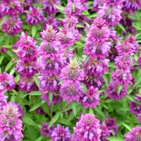 Clusters of vibrant bergamot 'Lemon' flowers with green leaves densely packed in a 4" pot.