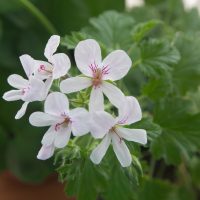 Close-up of Geranium 'Lime' in a 4" pot, featuring white flowers with pale pink veins and vibrant green leaves.