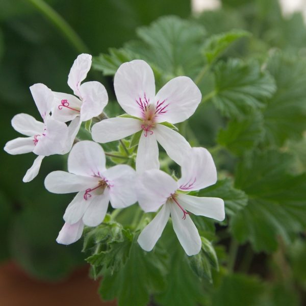 Close-up of Geranium 'Lime' in a 4" pot, featuring white flowers with pale pink veins and vibrant green leaves.