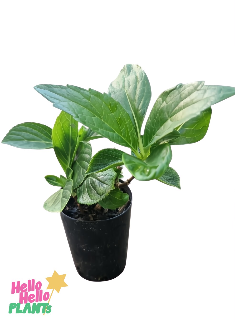 A Hydrangea macrophylla 'Pink' 3" Pot with broad green leaves sits in a black plastic pot against a white background, with the "Hello Hello Plants" logo in the lower left corner.