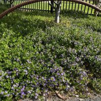 Purple flowers and dense green foliage cover the ground near a metal fence and tree. A curved metal bar is visible in the foreground.