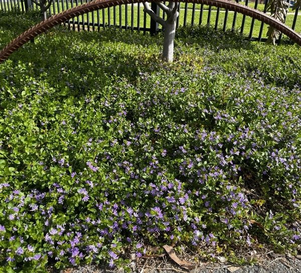 Purple flowers and dense green foliage cover the ground near a metal fence and tree. A curved metal bar is visible in the foreground.