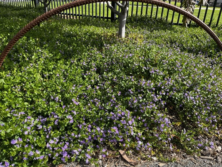 Purple flowers and dense green foliage cover the ground near a metal fence and tree. A curved metal bar is visible in the foreground.