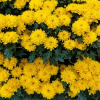 Chrysanthemum ‘Milkshake Banana Yellow’ 6" Pot features clusters of bright yellow blooms with lush green leaves, creating a vibrant display.