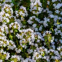 Close-up of thyme plants with clusters of small, white flowers in full bloom.