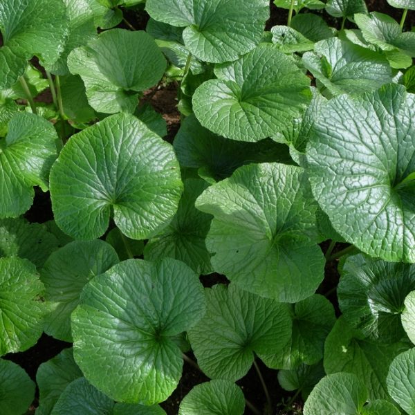Close-up of dense, round green leaves with textured surfaces and visible veins of Wasabia Japonica 'Real Wasabi' 5" Pot—ideal for home cultivation.