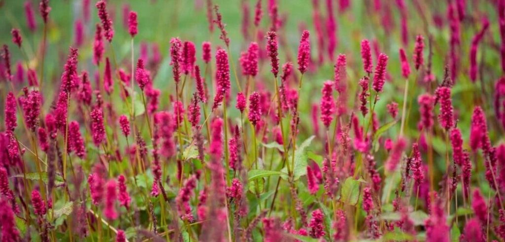 Dense cluster of bright pink, spiky flowers with green stems and leaves growing outdoors in a natural setting, perfect for adding color among autumn flowering plants.