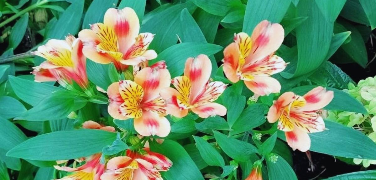 Cluster of peach and pink Alstroemeria flowers with yellow markings, surrounded by green leaves—an elegant choice for autumn flowering plants.