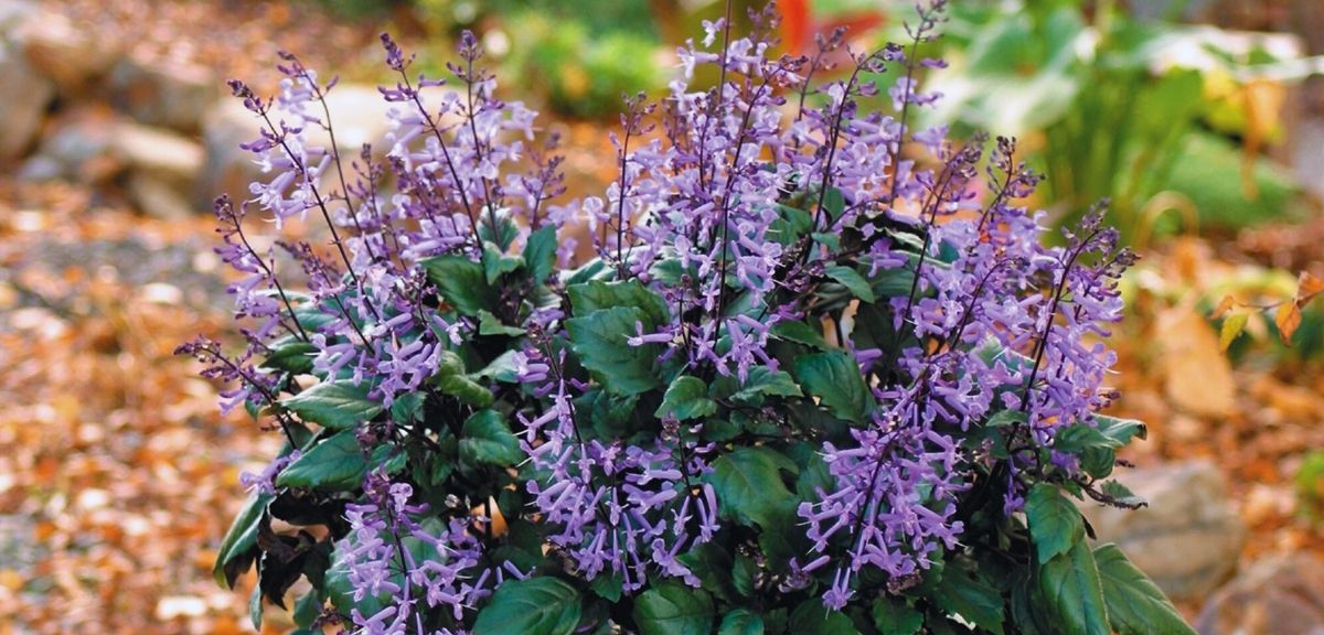 A bushy plant with clusters of small, tubular purple flowers and dark green leaves, this is a striking choice among autumn flowering plants for vibrant garden displays.