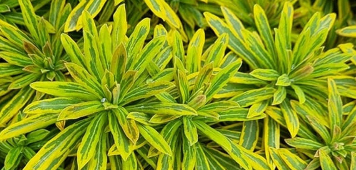 Cluster of green and yellow variegated leaves with pointed tips, forming dense foliage—an eye-catching addition among autumn flowering plants.