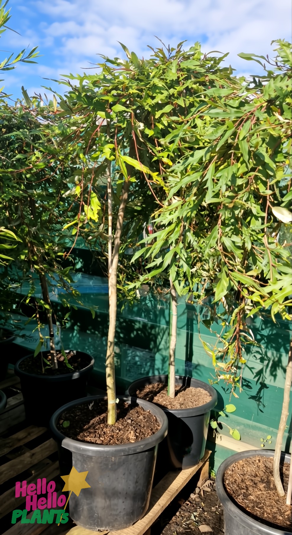 Several Grevillea 'Aussie Crawl' 16" Pot (Standard) plants with slender trunks and green leaves are arranged on a wooden pallet outdoors under a partly cloudy sky.