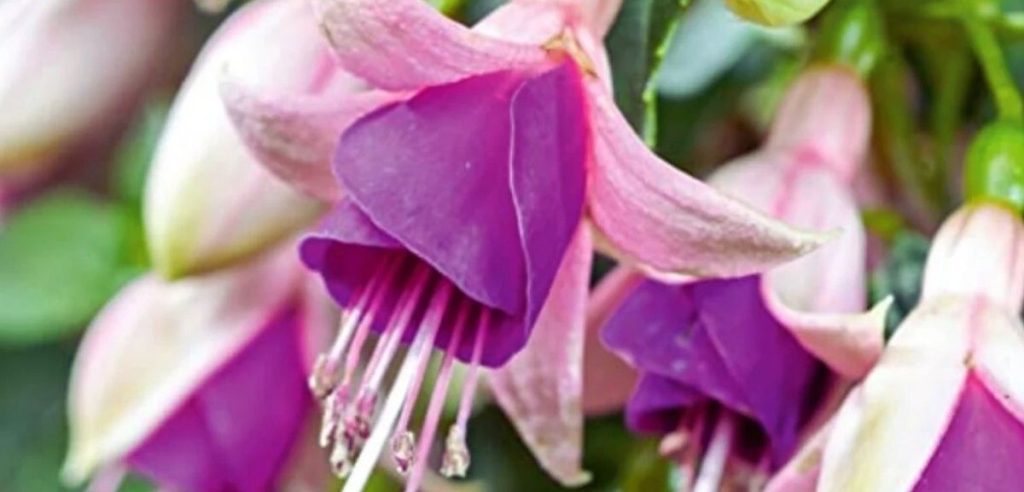 Close-up of fuchsia flowers, popular autumn flowering plants, with pink and purple petals and visible stamens, surrounded by green leaves.