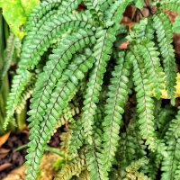 Close-up of Adiantum 'Rough Maidenhair Fern' fronds with segmented leaves in an 8" pot, set against a natural foliage and soil background.