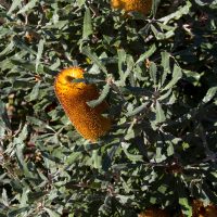 A Banksia 'Swamp Oak Banksia' 6" Pot displays a yellow and orange flower with serrated green leaves, all basking in the sunlight.