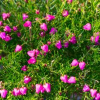 Boronia 'Celebration' 6" Pot is a dense shrub with thin green leaves and numerous small, bright pink, bell-shaped flowers.