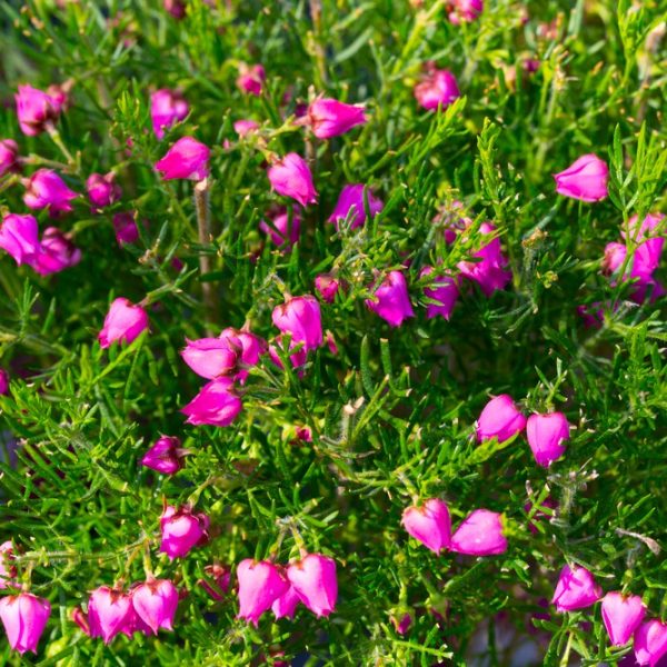 Boronia 'Celebration' 6" Pot is a dense shrub with thin green leaves and numerous small, bright pink, bell-shaped flowers.