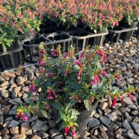 A Cuphea 'Sparkler Burgundy' 6'' pot with tubular pink flowers sits on gravel, surrounded by rows of similar potted plants in black containers.