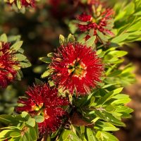 Callistemon 'Matthew Flinders' 6" Pot features red, spiky flowers blooming among green leaves, highlighted by natural sunlight and a few dried brown leaves.