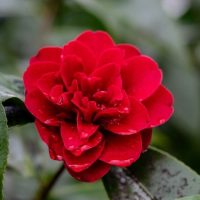 Close-up of Camellia ‘Midnight Magic’ in a 6” pot, featuring a red flower with water droplets on its petals and surrounded by green leaves.