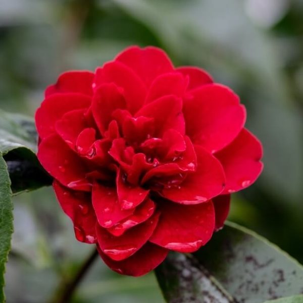 Close-up of Camellia ‘Midnight Magic’ in a 6” pot, featuring a red flower with water droplets on its petals and surrounded by green leaves.