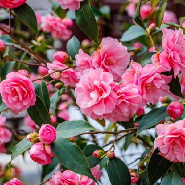 Camellia 'Silver Anniversary' 6” Pot features clusters of blooming pink flowers and dark green leaves on a healthy shrub.