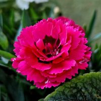 Close-up of a vibrant pink flower with serrated petals, surrounded by green leaves.