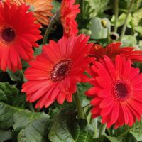Bright red gerbera daisies in bloom with green leaves in the background.
