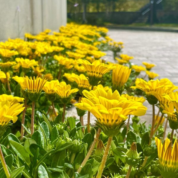 A row of Gazania 'Buccaneer' in 6" pots displays vibrant yellow blooms and green foliage beside a paved walkway, set against a softly blurred background.