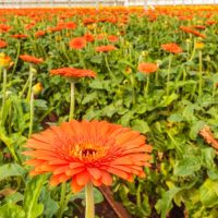 Close-up of an orange gerbera daisy in sharp focus with many similar daisies and green leaves growing in rows in a greenhouse.