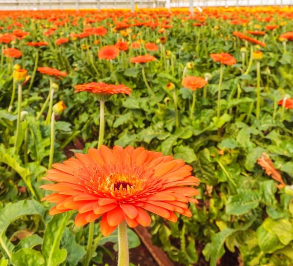 Close-up of an orange gerbera daisy in sharp focus with many similar daisies and green leaves growing in rows in a greenhouse.