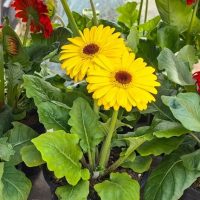 Two bright yellow gerbera daisies with dark centers grow among green leaves in a pot, surrounded by other potted plants.