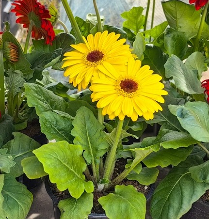 Two bright yellow gerbera daisies with dark centers grow among green leaves in a pot, surrounded by other potted plants.