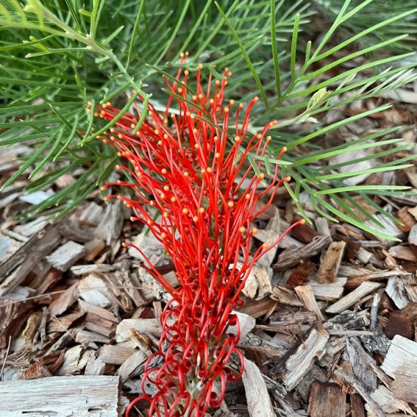 The vivid Grevillea 'Pink Profusion' PBR in a 6" pot shows off long, curved pink flowers among green leaves and mulch, creating a striking contrast with nearby Grevillea 'Lemon Baby' plants.