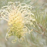 A close-up of a Grevillea 'Pink Profusion' PBR flower with curled petals, surrounded by slender green leaves in a 6" pot.