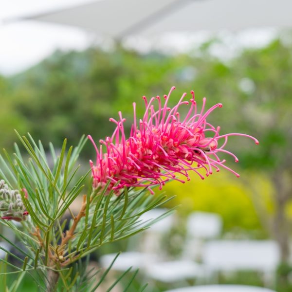 Close-up of a Grevillea 'Carramar Yellow' flower in a 6" pot, with green leaves and a blurred garden background featuring foliage and a white umbrella.