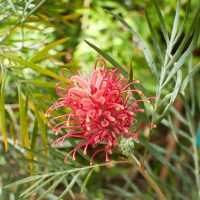 A close-up of a Grevillea 'Coastal Gem' flower with long, curled petals, surrounded by lush green, fern-like leaves in a 6" pot.