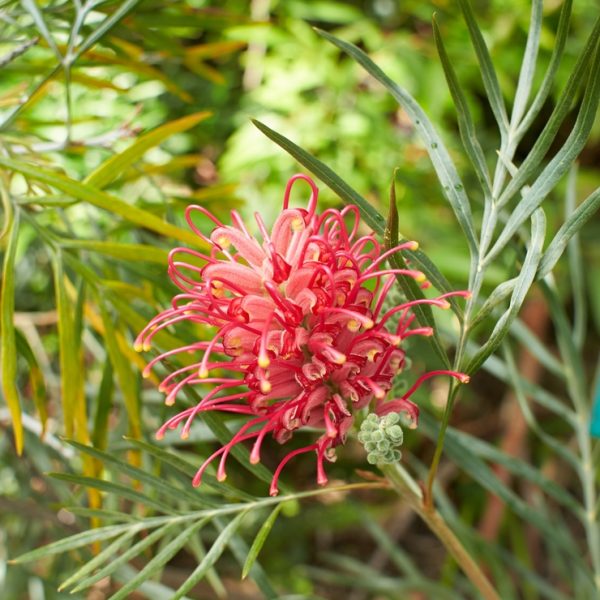 A close-up of a Grevillea 'Coastal Gem' flower with long, curled petals, surrounded by lush green, fern-like leaves in a 6" pot.