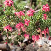 Close-up of a bush with pink and white tubular flowers and small green needle-like leaves growing among rocks, showcasing the delicate beauty of Grevillea 'Carramar Yellow' 6" Pot.
