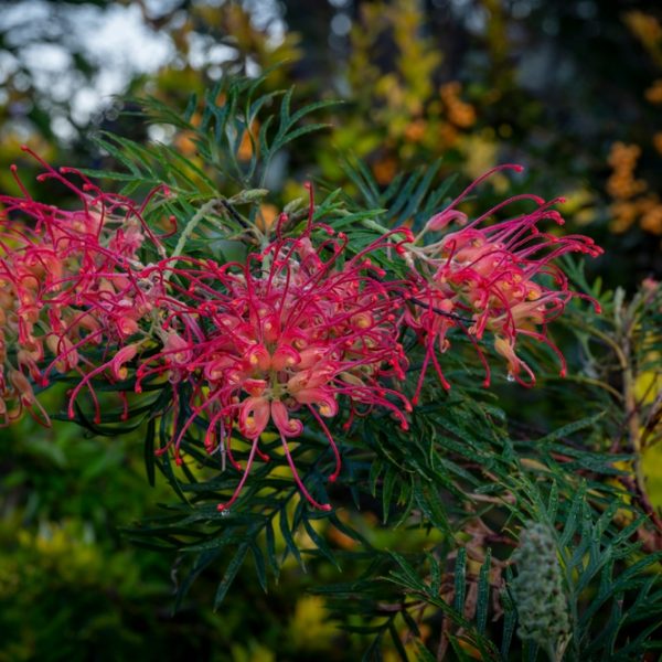 Close-up of vibrant pink Grevillea 'Lana Maree' flowers with spiky petals and green leaves in a 6" pot. This striking plant is perfect for adding color to your garden and thrives outdoors among lush foliage.