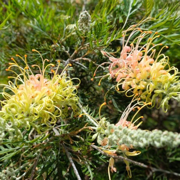 Two Grevillea 'Peaches and Cream' flowers with long, curled yellow and pink petals are blooming among green, spiky foliage.