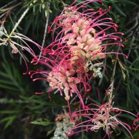Close-up of Grevillea 'Lemon Baby' 6" Pot (Copy) flower featuring pink and cream curved petals, surrounded by green needle-like leaves.