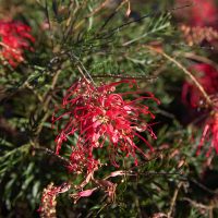 Close-up of red Grevillea flowers with long, thin petals and green foliage in the background, featuring vibrant blooms similar to Grevillea 'Yamba Sunshine' 6" Pot.