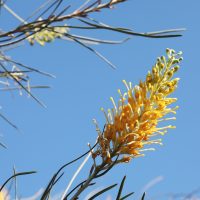 A yellow Grevillea 'Yamba Sunrise' flower with long, thin petals and green leaves is set against a clear blue sky.