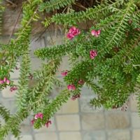 Green leafy branches of Grevillea 'Big Foot' 6" Pot (Copy) with small, clustered pink flowers hang over a tiled stone surface.