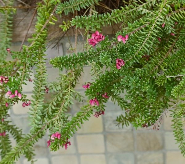 Green leafy branches of Grevillea 'Big Foot' 6" Pot (Copy) with small, clustered pink flowers hang over a tiled stone surface.