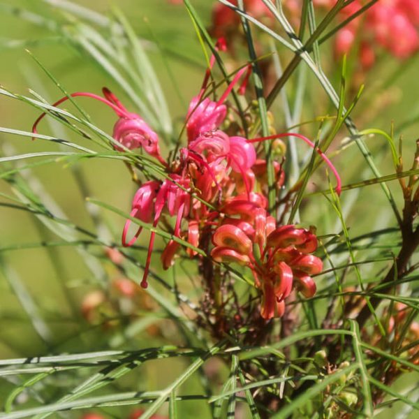 Close-up of Grevillea 'Pinaster Compact' in a 6" pot, showcasing pink blooms and slender green leaves against a softly blurred green backdrop.