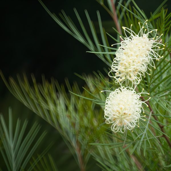Two cream-colored Grevillea 'White Plume Grevillea' flowers with spiky petals bloom among slender green leaves, set against a dark background.