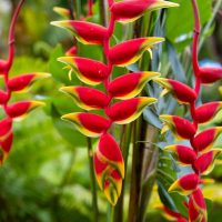 Close-up of vibrant red and yellow Heliconia rostrata 'Parrots Beak' blooms hanging from green stems in lush foliage—ideal for growing in a 12'' pot.